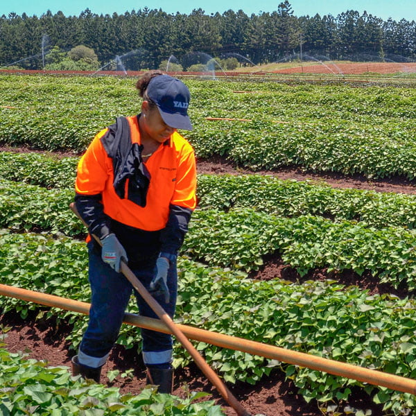 Nursery Weeding-600